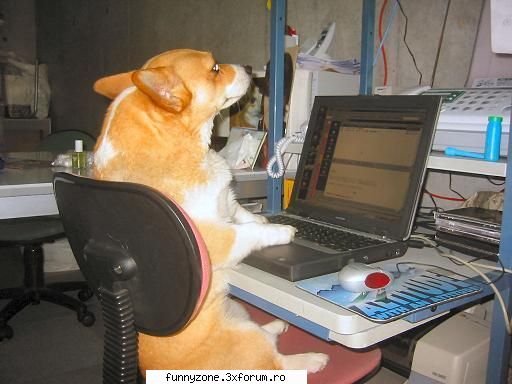 dog at computer