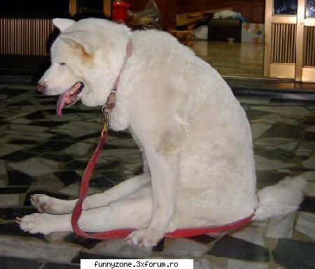 dog funny pics