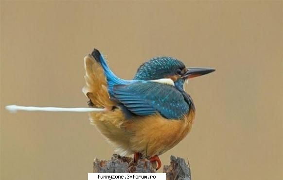 Bird Shoots Poop - lolo - Funny Animal Pictures