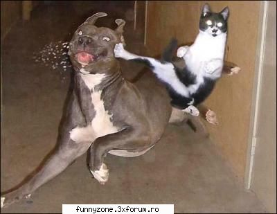 cat ninja kicks dog