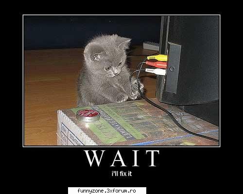 cat funny pics