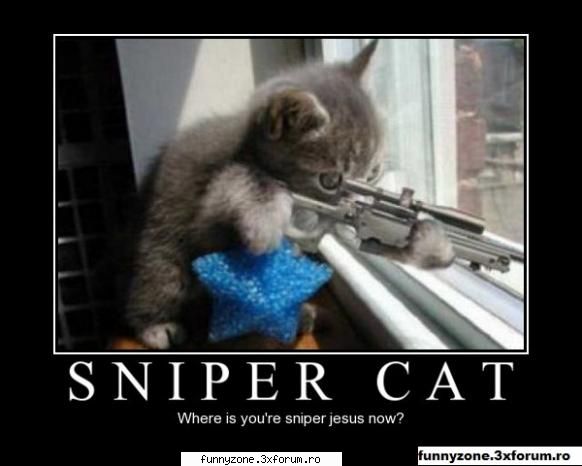 cat funny pics