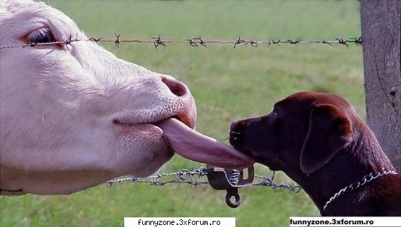 cow