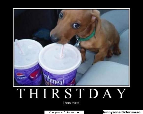 dog funny pics