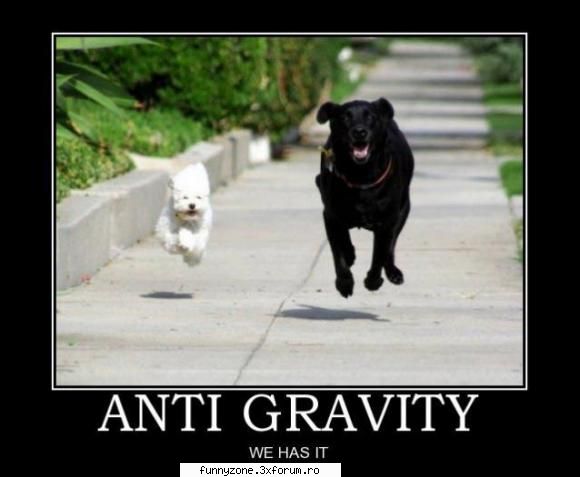 dog funny pics