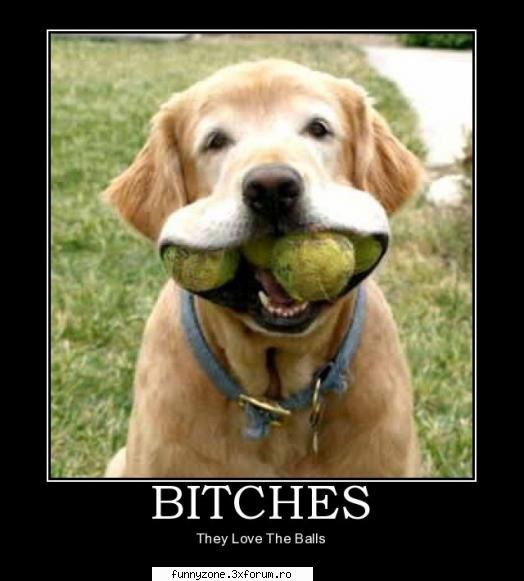 dog funny pics