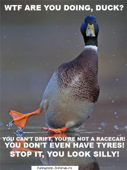 duck drift