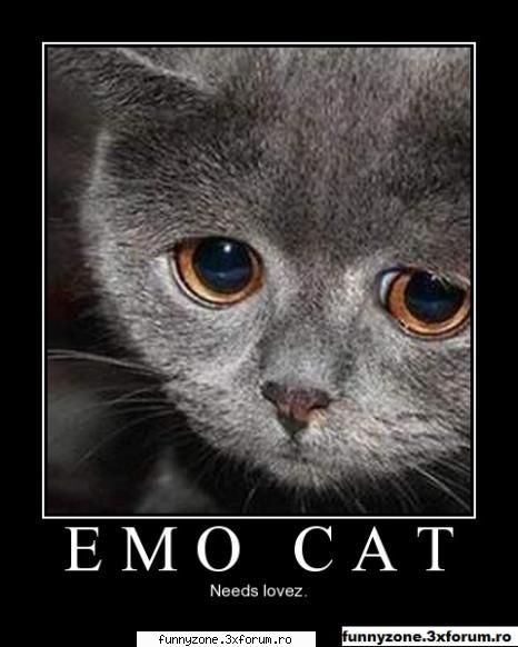 Emo cat - viky - Funny Animal Pictures
