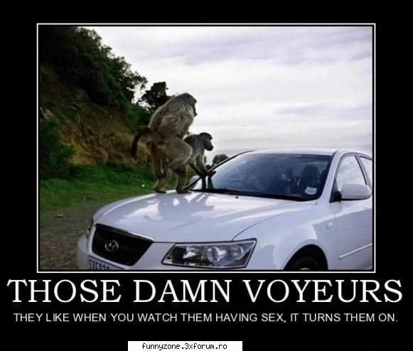 THOSE DAMN VOYEURs - colin - Funny Animal Pictures