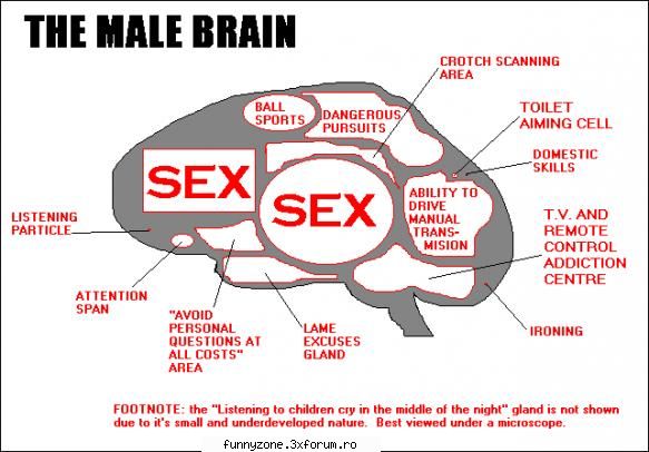 -->> The male brain <<-- - F.G.-A. - Funny Man Pictures