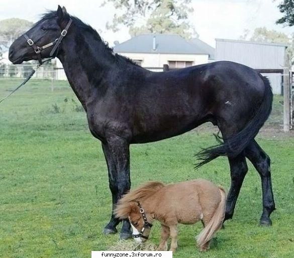 cel mai mic cal.... - lolo - Funny Animal Pictures